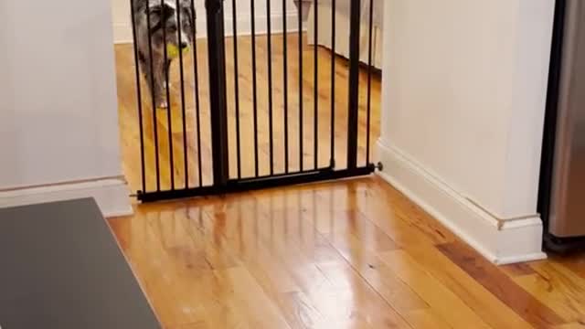 1 year later… the gate still doesn’t stop him!