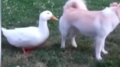 Animals that make you laugh.