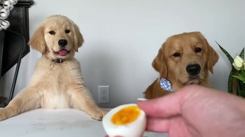 Dogs Review Food