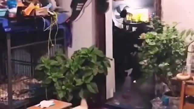 Funny Dogs from Tik Tok - Laughing - Funny Dog - Funny Animals Life - Cute Dogs 2022