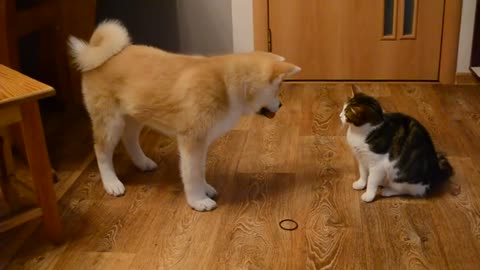 cat and dog fight