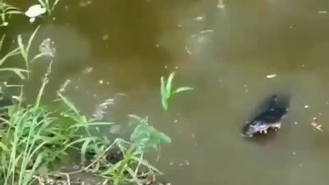 This is a beautiful and charming water-dwelling species