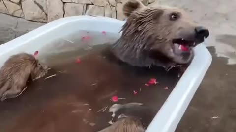 Bear relexing