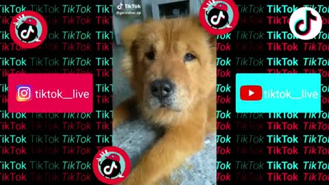 Tik Tok of funny Animals and Pets Compilation Dogs, Cats and more