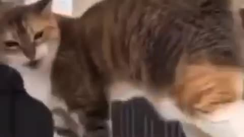 Amazing cat 🐈 trending video