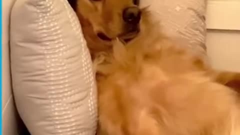 This Guy Builds a $5000 Indoor House for his dog
