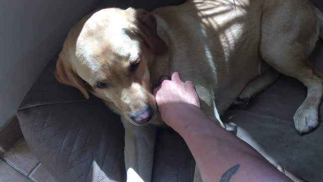 Dog demands chest rubs