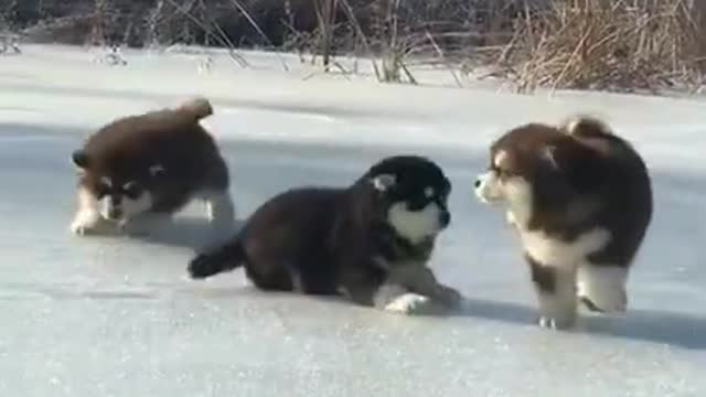 Cute Puppies Running And Funny Video