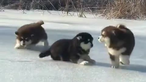 Cute Puppies Running And Funny Video