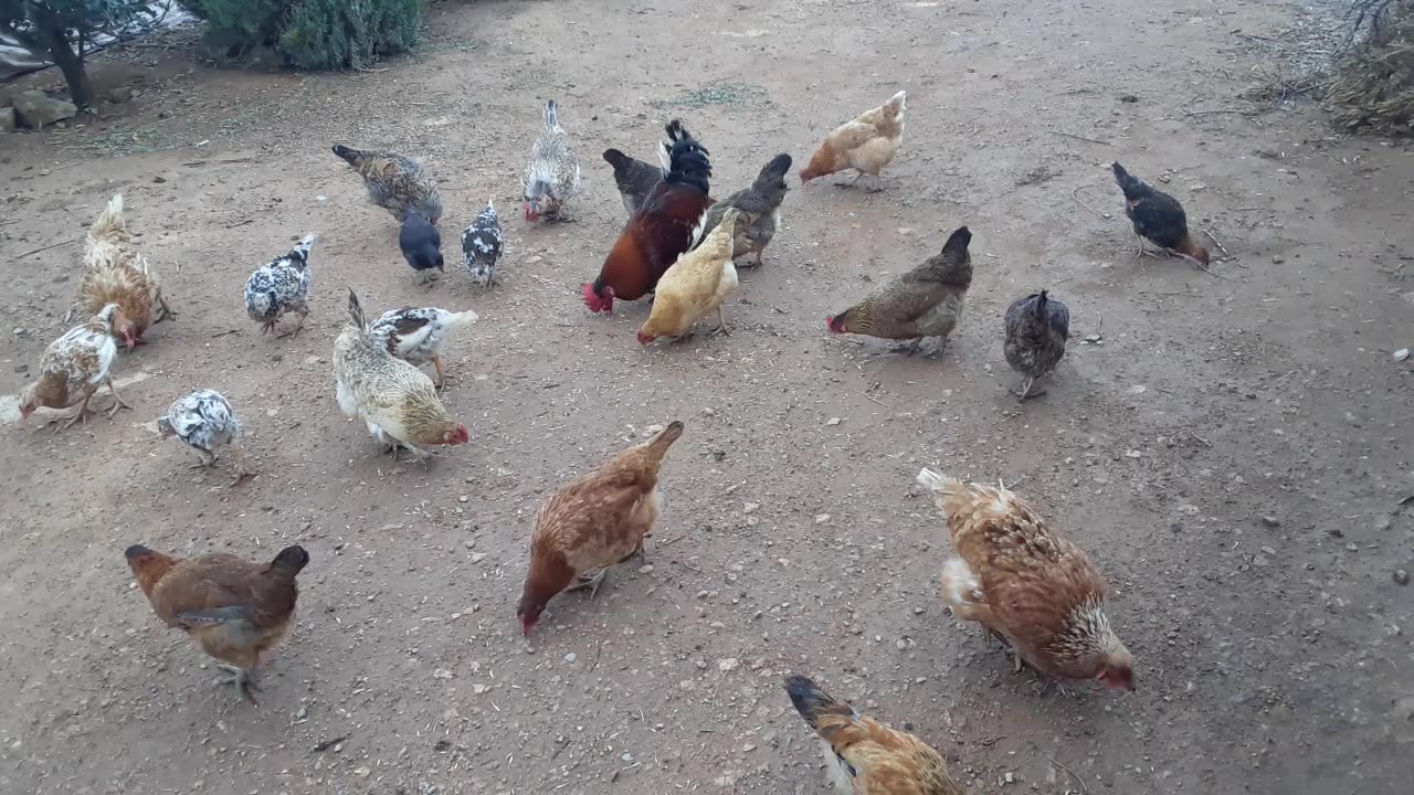 my chickens eat barley. They are so beautiful