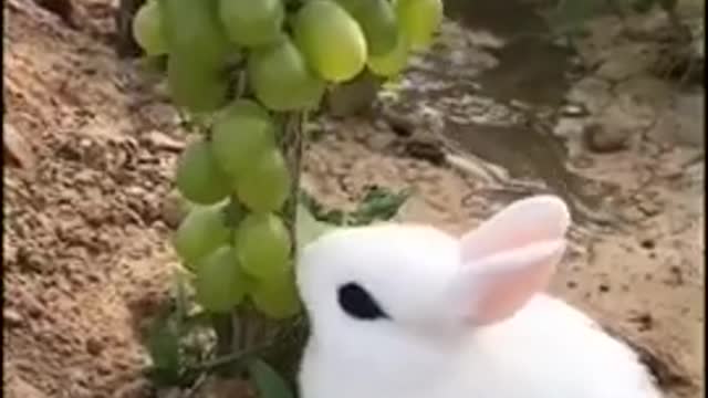 Cute rabite beautiful video