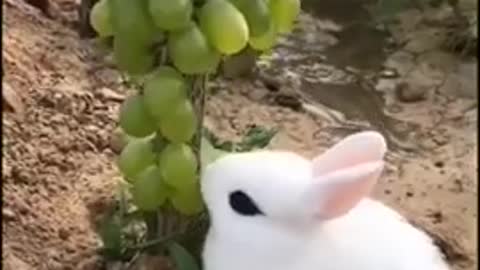 Cute rabite beautiful video