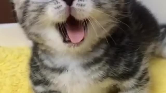 funny baby cats