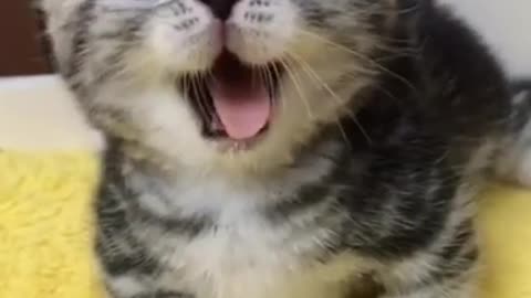 funny baby cats