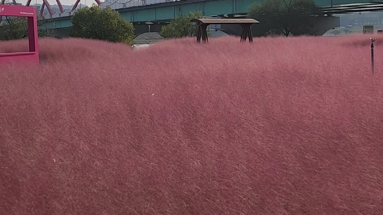 Korean pink muhly