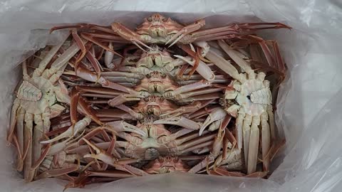 Fresh snow crab