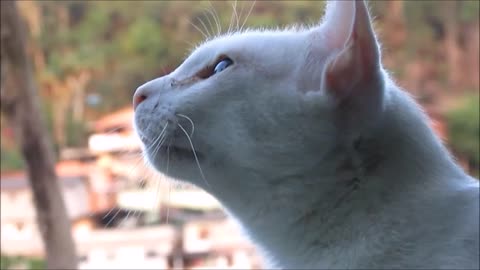 LINDO GATO BRANCO BERRA AO VER PASSARINHOS