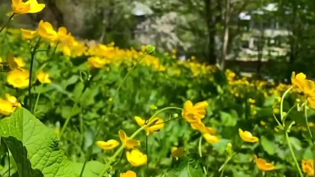 Beautiful Nature