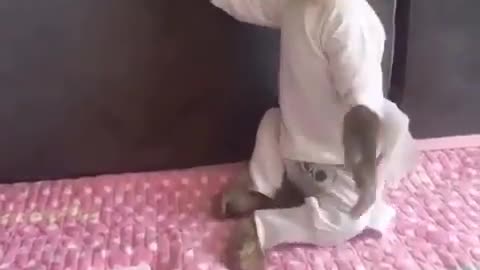 Cute baby monkey videos