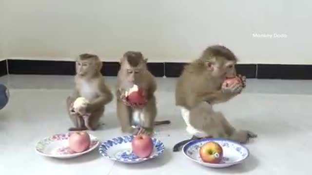 SEE HOW THESE MONKEYS ARE EATING FROM THE PLATES