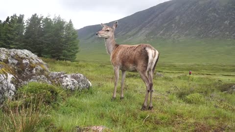 DEER FEEDING TIME