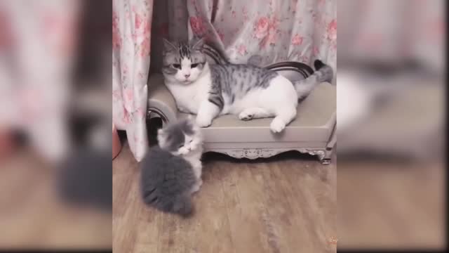 Funny kitens best compatilation ever