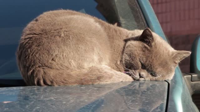 Tabby cat is sleeping