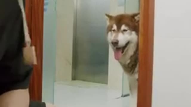 Funny dog video cute #dog short video- cute puppy shorts- #short #shortvideo #firstshortvideo