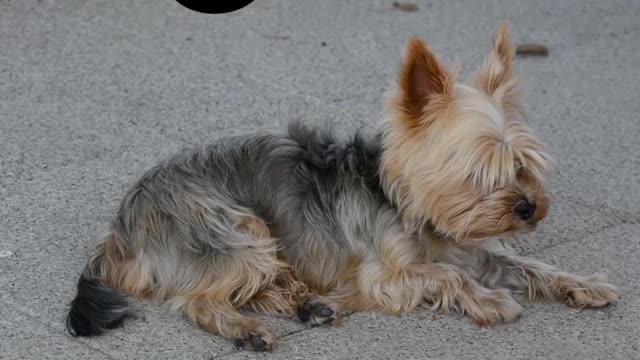 Dog 🐩 video | Cartoon animals 😇 | #animals | #shorts