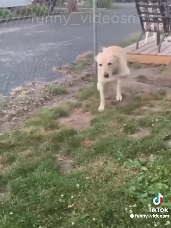 Funny animals cat and dog tiktok videos