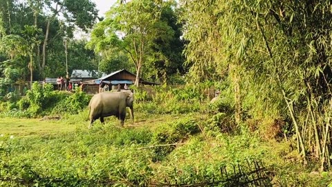 Elephants Family