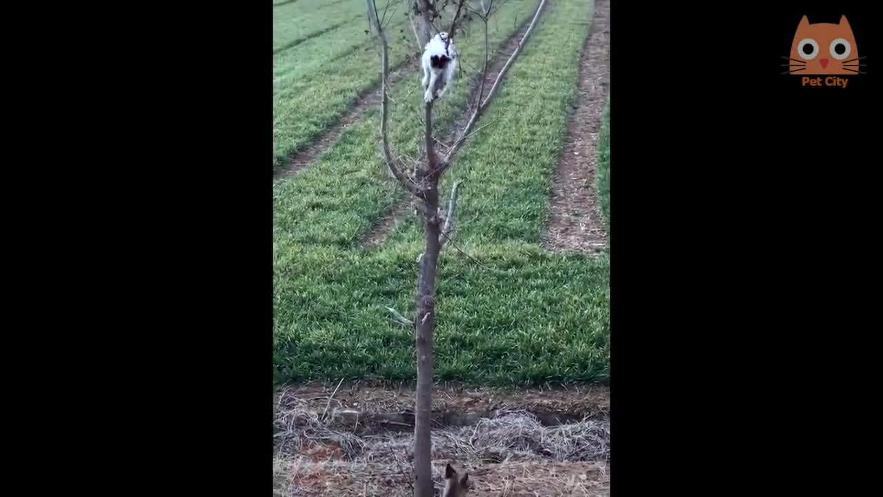 Trate de no reírte Videos divertidos de gatos y perros