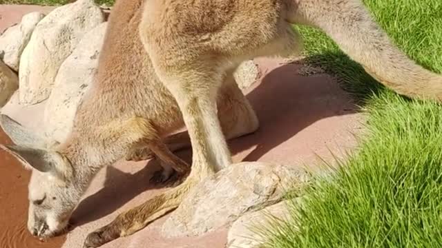 The kangaroo