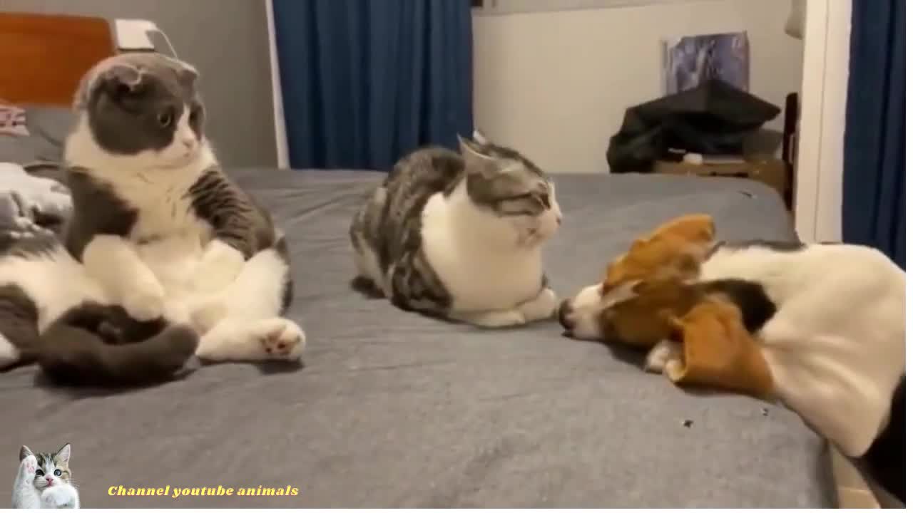 funny cat and dog video #shorts