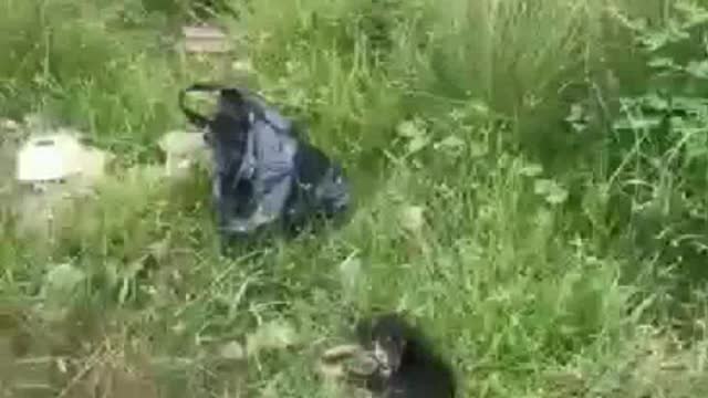 Don't abandon animals when they need you