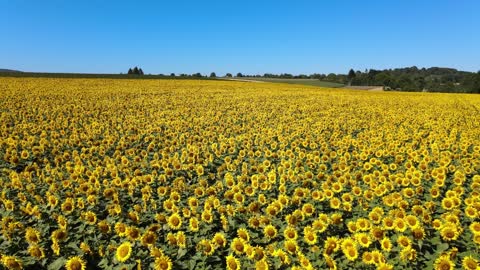 Van Gogh's sunflowers