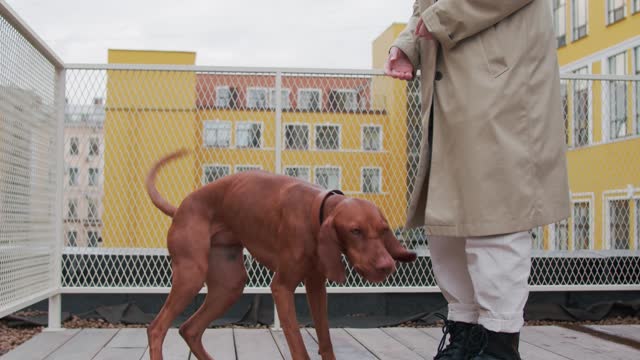 A Girl Feeding her Pet Dog