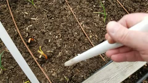 Filling In Lost Over Wintered Onion Plants - Using Small Onions From Last Year As Onion Starts