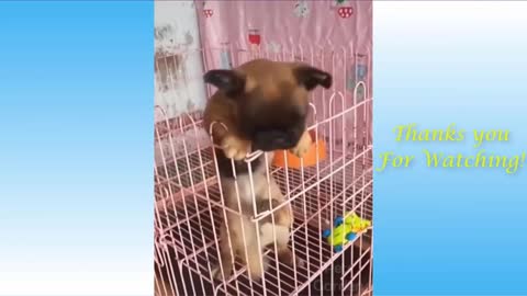 Cute cats and dogs video - Funny moments of baby animals