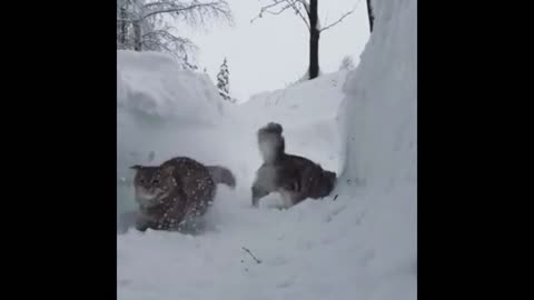 ski cat