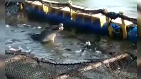 Indonesian fish farmers shocked as crocodile enters cages and begins eating livestock