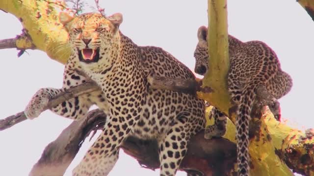 a mother leopard defends its baby in a tree in africa