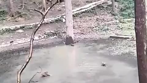 Monos Se Divierte jugando En Un Charco De Agua