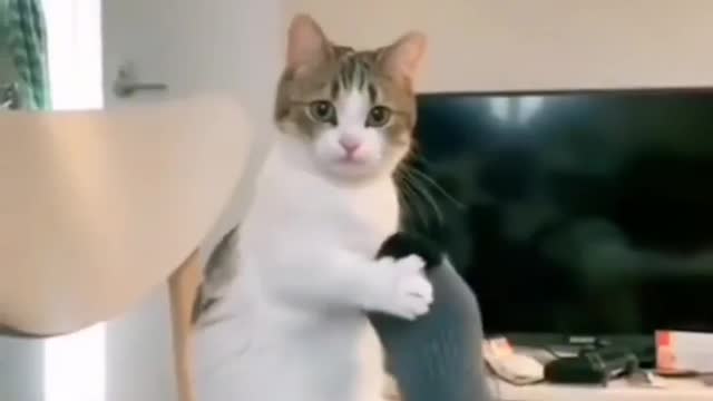 cats doing funny things||cute cats