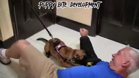 Puppy bite development