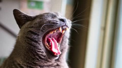 10 interesting facts about cats