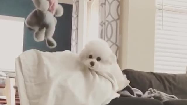 White dog chases toy up couch and jumps to camera slowmo