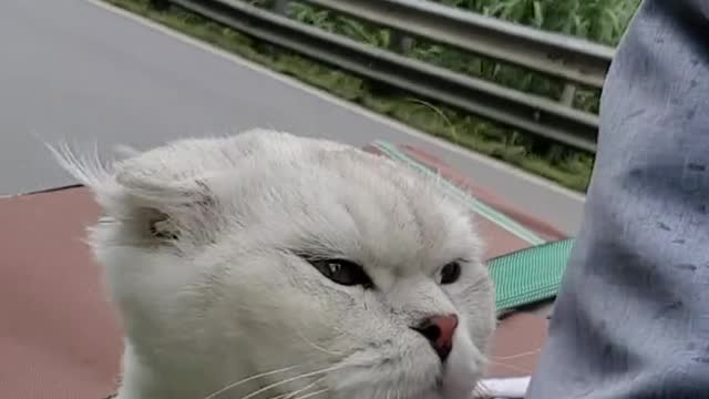 cat in a motorbike