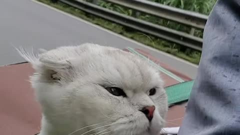 cat in a motorbike