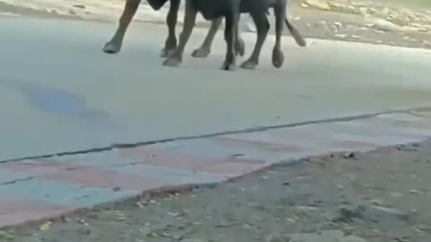 #viral